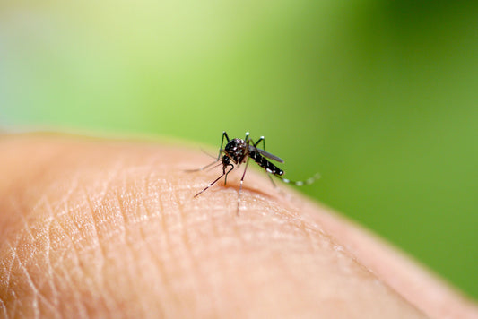 How to Find a Mosquito Trap That Actually Works