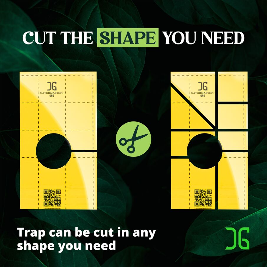 Sticky Insect Traps with Center Hole