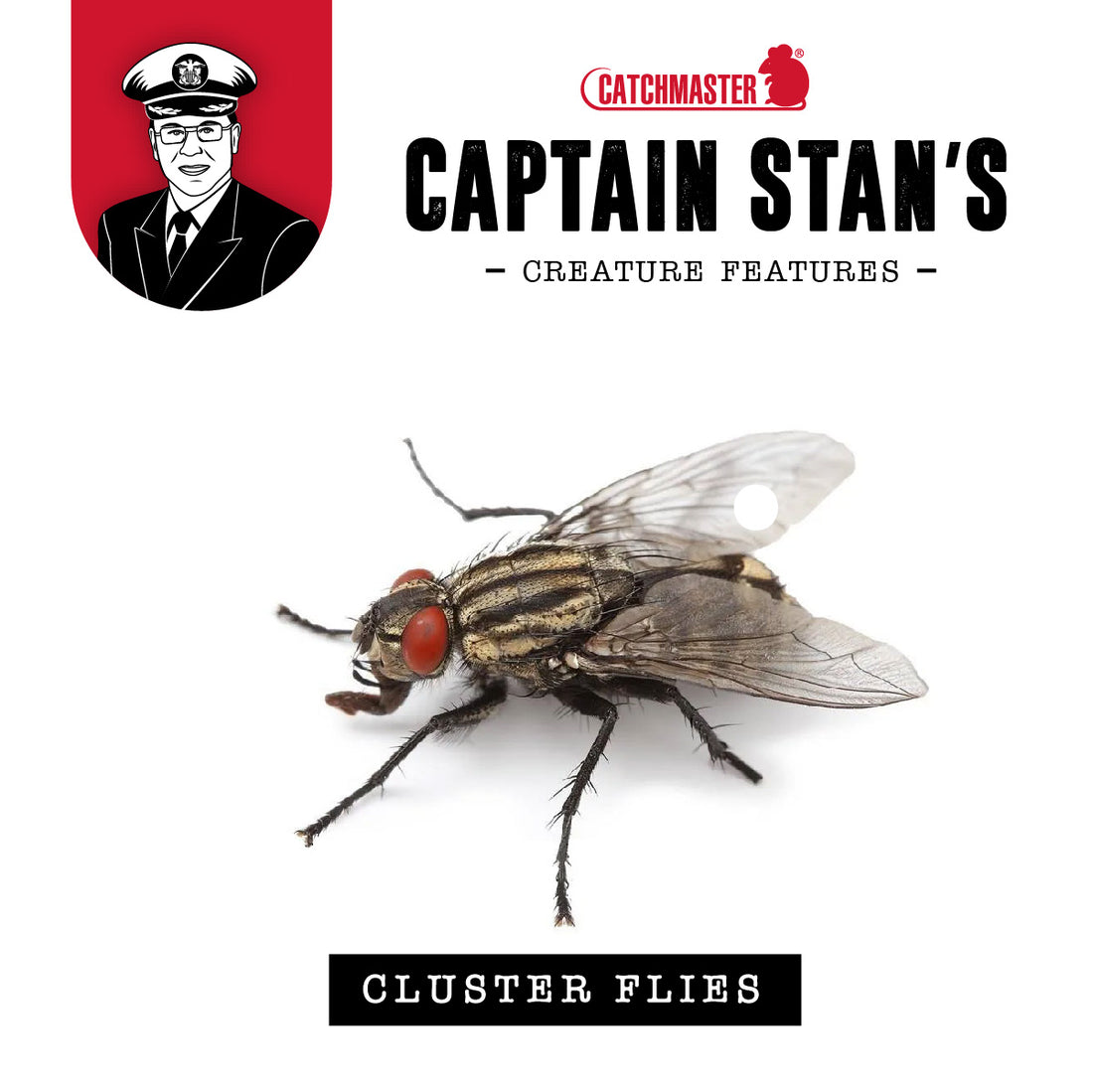 Captain Stan’s ‘Creature Features’ Volume 7 –  Cluster Flies November 2022