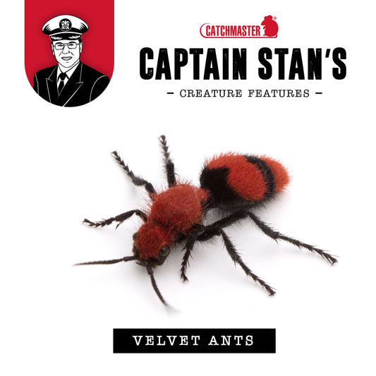 Captain Stan’s ‘Creature Features’ Volume 6 –  Velvet Ants (AKA ‘Cow Killer’)  September 2022