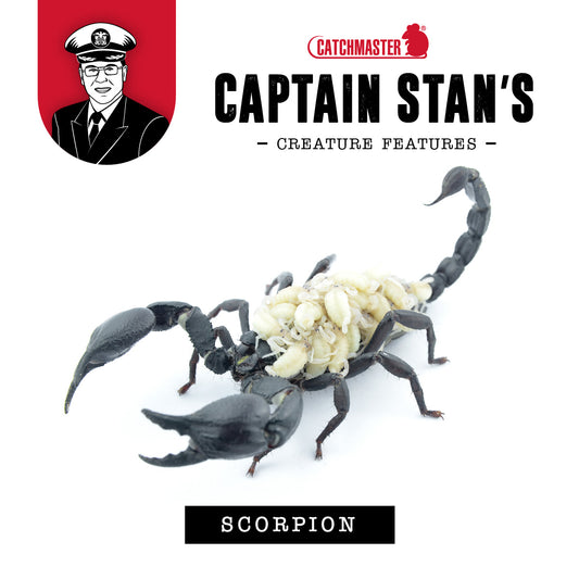 Captain Stan’s ‘Creature Features’ – Volume 2 - Scorpions May 2022