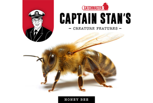 Captain Stan’s ‘Creature Features’ – Volume 1