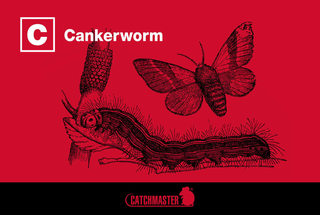 Cankerworm Control Services 101