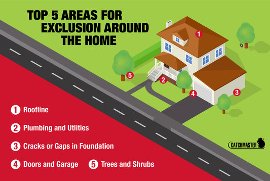 Top 5 Areas for Exclusion Around the Home