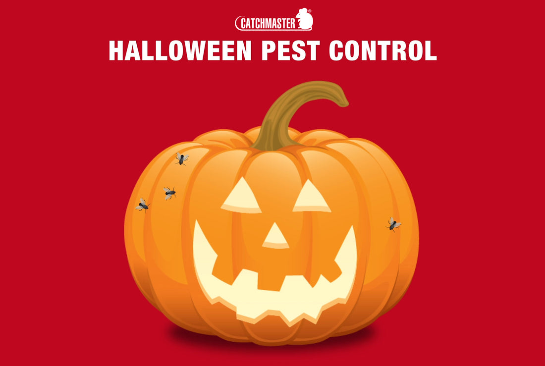 Keeping Your Home & Pumpkins Safe from Pests this Halloween