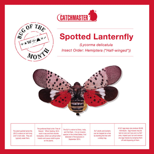 Captain Stan’s ‘Creature Features’ Volume 5 – Spotted Lanternfly August 2022