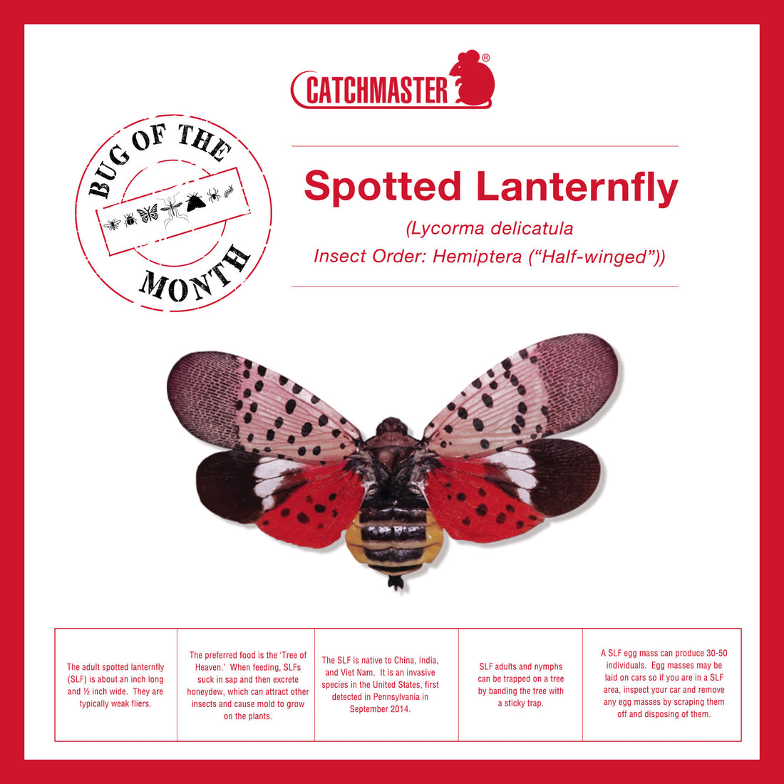 Captain Stan’s ‘Creature Features’ Volume 5 – Spotted Lanternfly August 2022