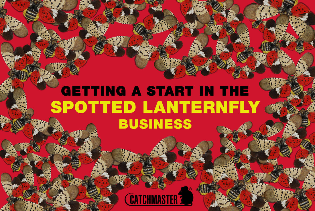 Spotted Lanternfly Control Services 101