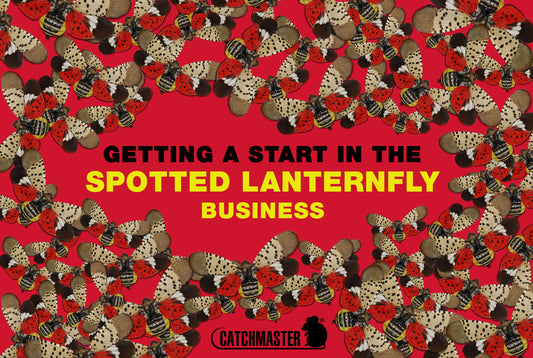 Spotted Lanternfly Control Services 101