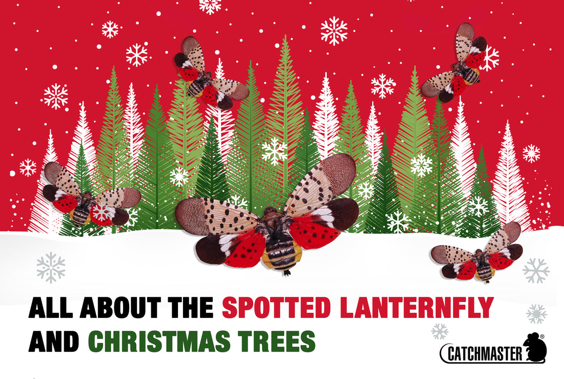 The Spotted Lanternfly and Christmas Trees