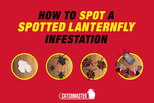 How to Spot a Spotted Lanternfly Infestation