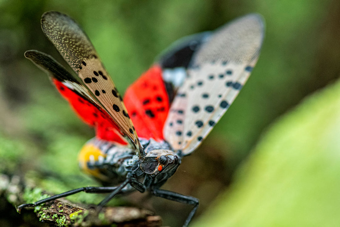 Time To Prepare For Spotted Lanternfly Season