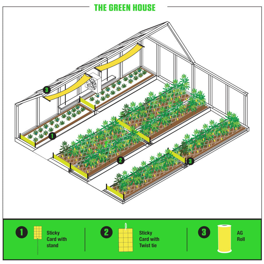 How to Use Sticky Traps for Effective Pest Management in Cannabis Cultivation