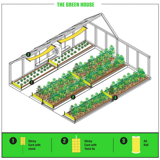 How to Use Sticky Traps for Effective Pest Management in Cannabis Cultivation