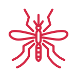 Mosquito