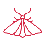 Moth