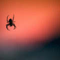 How Can I Get Rid of Spiders in the House: A Complete Guide
