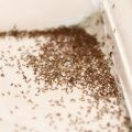 How to Find an Ant Nest