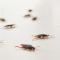 How to Get Rid of Cockroaches | Effective Cockroach Control Tips