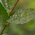 Insects that Infest Trees & How to Get Rid of Them