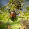 How to Get Rid of Japanese Beetles
