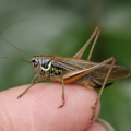 How to Get Rid of Crickets in the House: Effective Methods and Tips
