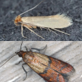 How to Get Rid of Moths: Identify the Moth, Clean Your Home & Set Traps