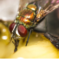 What Do Flies Eat?