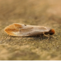 Do Moths Eat Clothes? A Guide to Protecting Your Wardrobe
