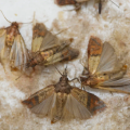 The Pantry Moth Life Cycle: It's the Larvae That Do the Damage