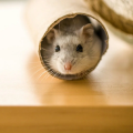 Where Do Mice Hide in a House