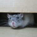 Rodent Season: When Are Mice and Rats the Most Active?