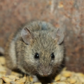 What Does Mouse Poop Look Like? Identify Droppings & Stop Mice
