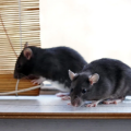 Rat Trapping Tips: Proven Methods for Quick Results