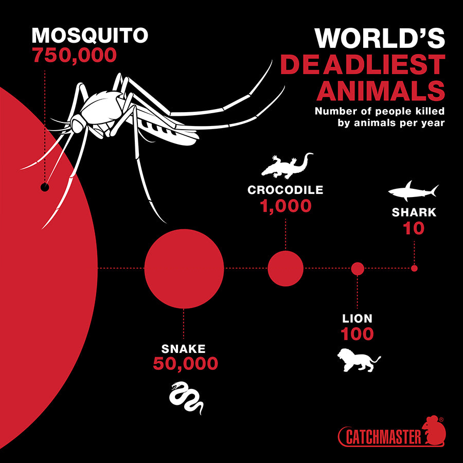 Mosquito Identification Chart